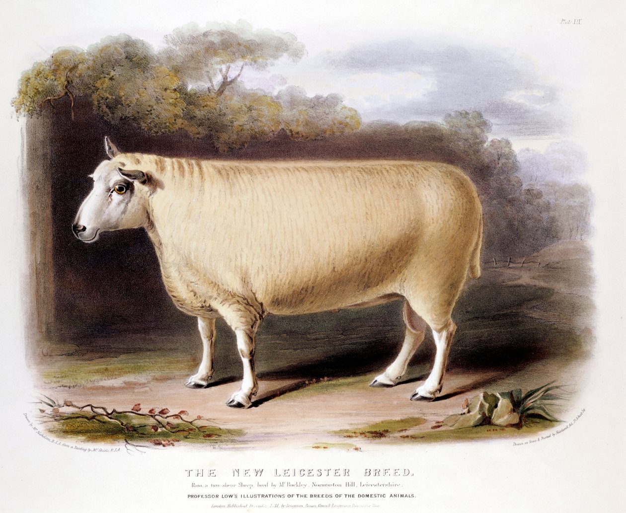 Uusi Leicester Dishley -pässi, 1842 tekijältä Unbekannt