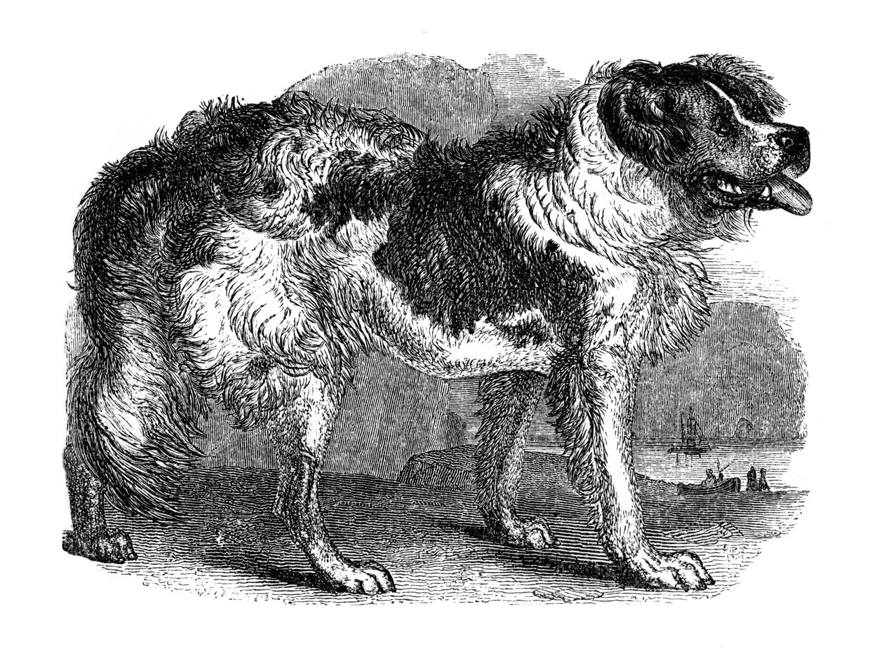 Newfoundlandin koira, 1848 tekijältä Unbekannt