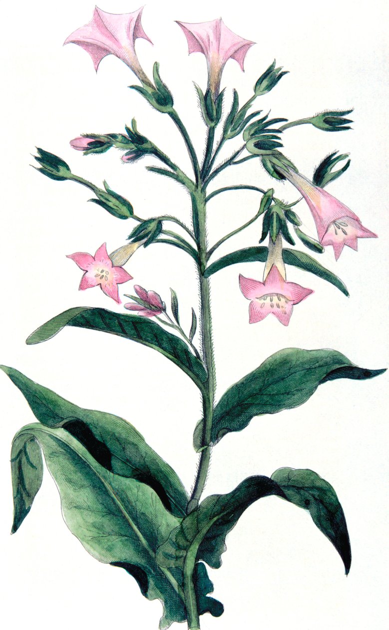 Nicotiana tabacum - tupakkakasvi, 1823 tekijältä Unbekannt