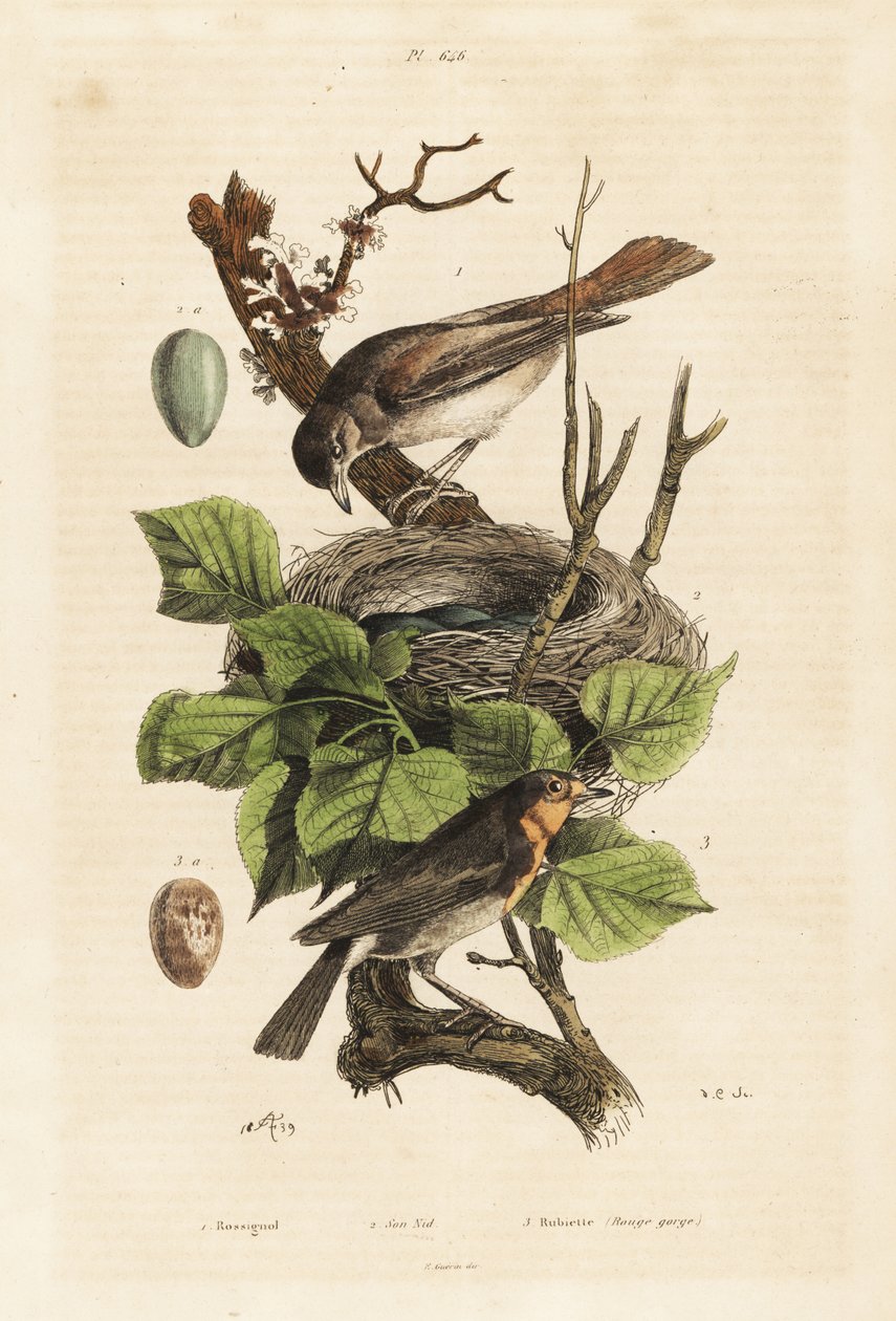 Satakieli, pesä ja muna, Luscinia megarhynchos ja euroopan robin, muna, Erithacus rubecula tekijältä Unbekannt