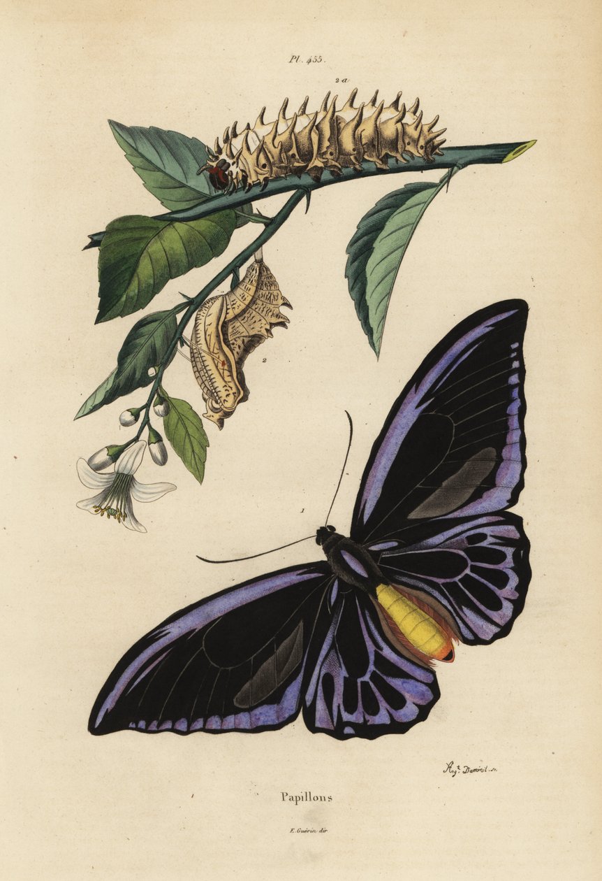 Pohjoinen lintusiipi, Ornithoptera Priamus Urvillianus 1, ja tavallisen linnunsiiven chrysalid ja toukka, Troides Helena tekijältä Unbekannt