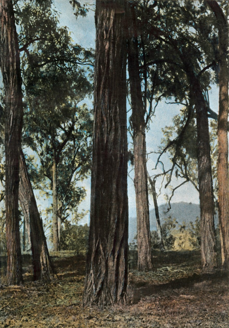 Uusi-Guinea. Le Bois De Fer, Papua-Uusi-Guinea - Ironwood Trees, 1900. tekijältä Unbekannt