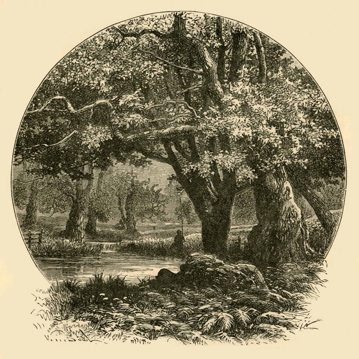 Oaks at Bradgate, 1898. tekijältä Unbekannt