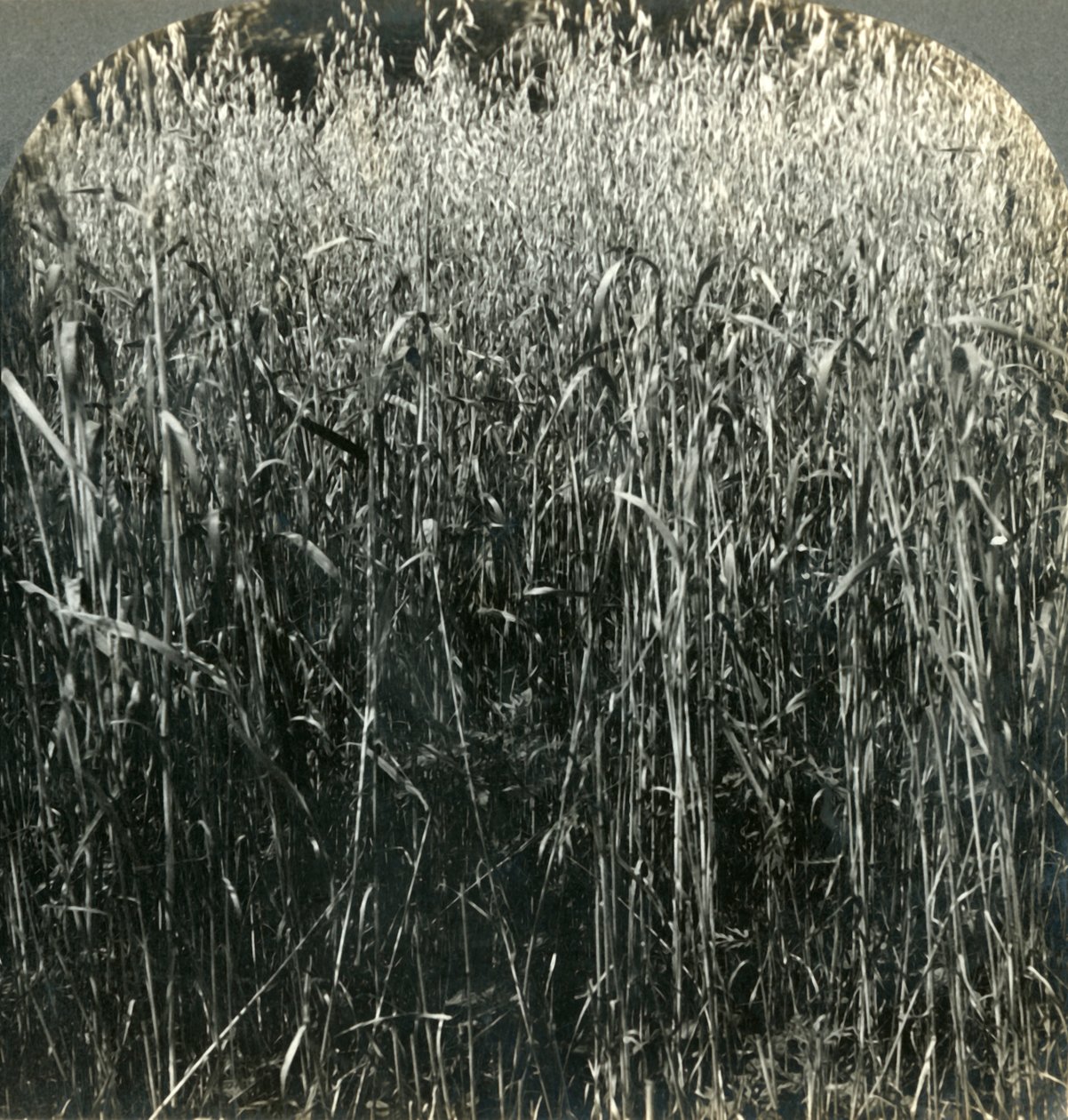 Oats Growing, Pennsylvania, U.S.A., 1903. tekijältä Unbekannt
