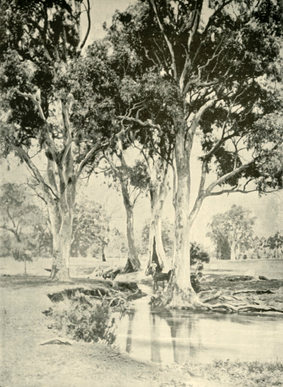 Old Gums, Mt. Crawford, Etelä-Australia, 1901. tekijältä Unbekannt