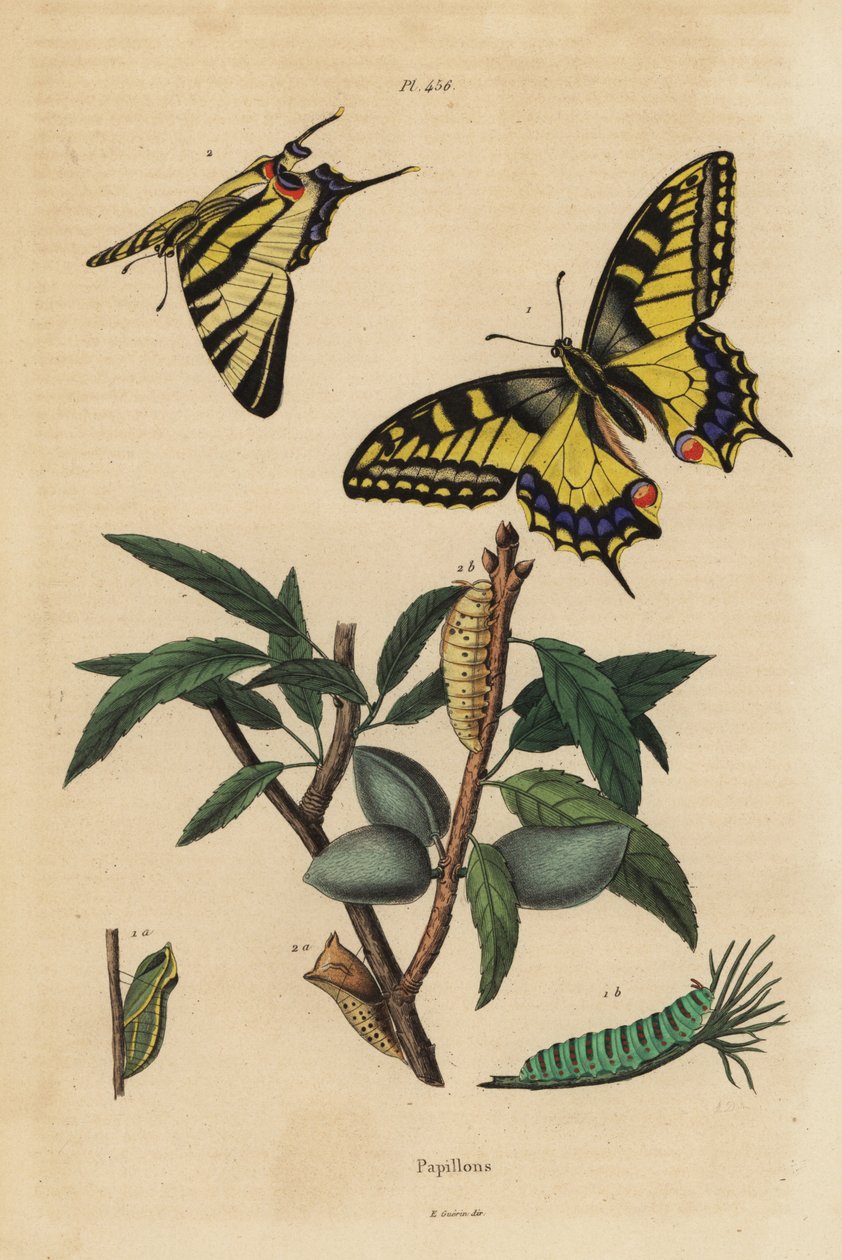 Vanhan maailman pääskyhäntä, Papilio machaon 1 ja niukka pääskyhäntä, Iphiclides podalirius 2, toukka ja pupa tekijältä Unbekannt