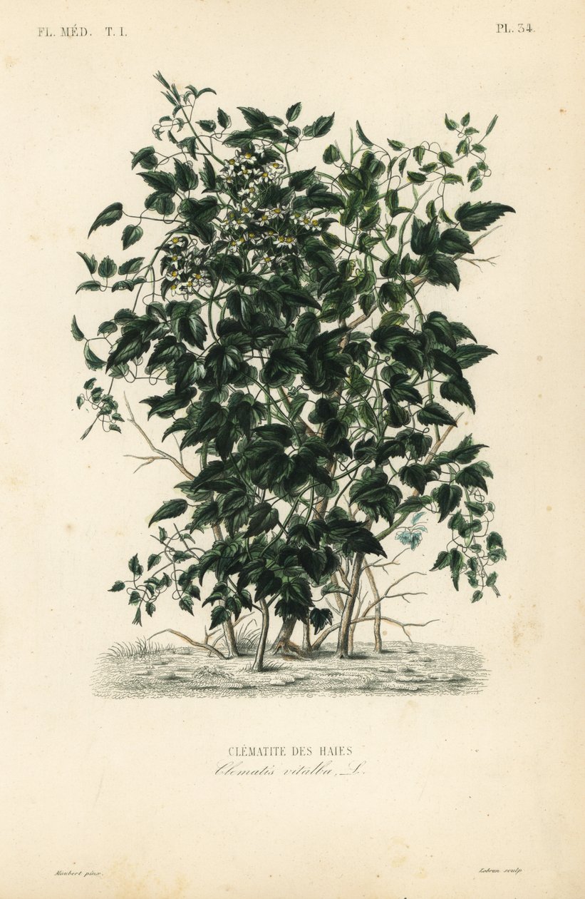 Vanhan miehen parta ja matkailijoiden ilo, Clematis vitalba, Clematite des haies tekijältä Unbekannt