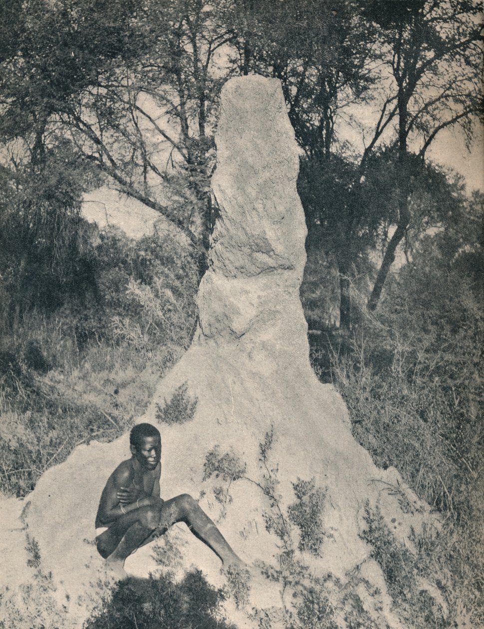 Yksi jättiläismuurahaiskasoista, joka on ominaista joillekin Etelä-Afrikan alueille, 1900. tekijältä Unbekannt