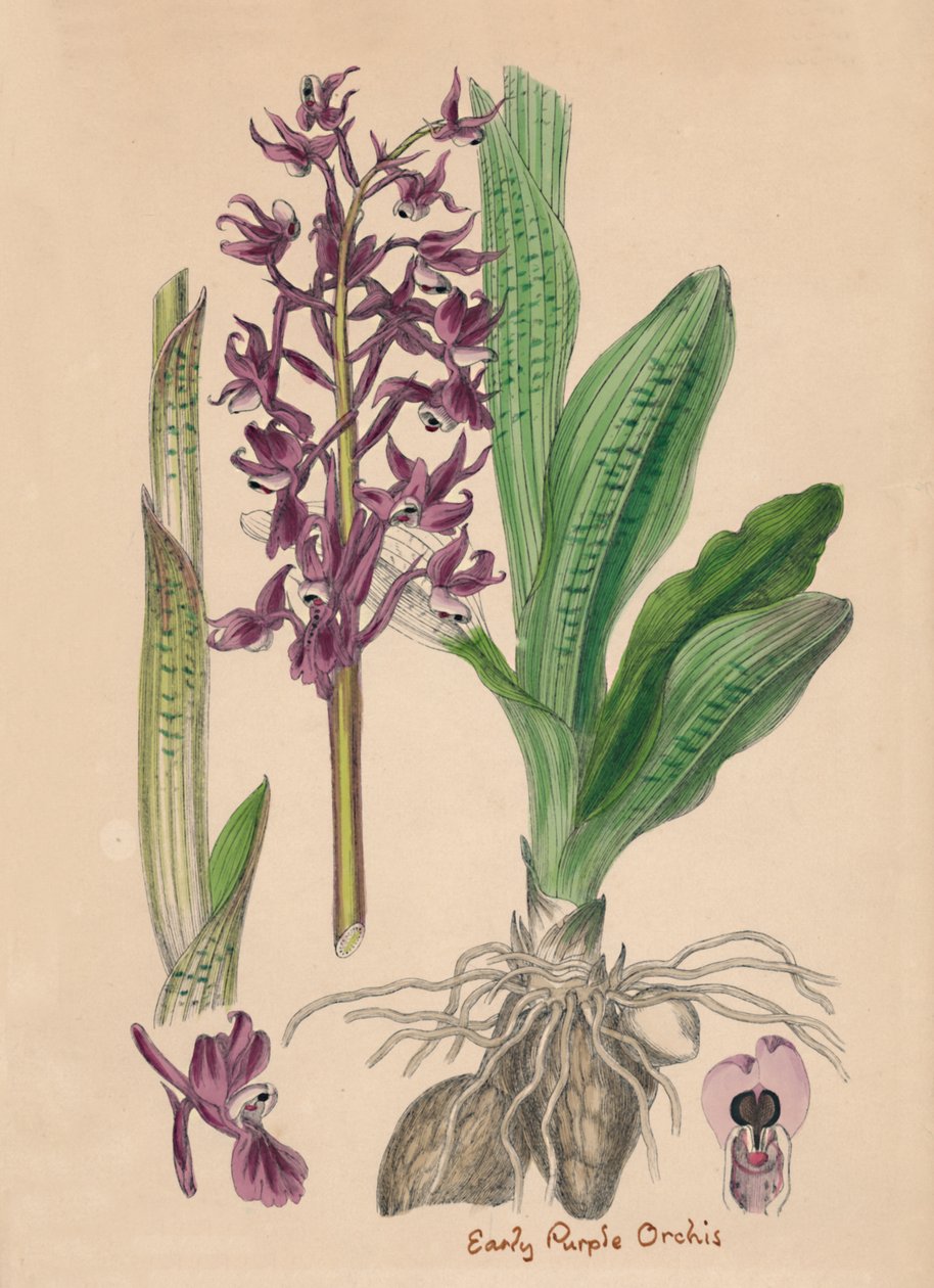 Orchis mascula. Varhainen violetti Orchis, 1800-luku tekijältä Unbekannt