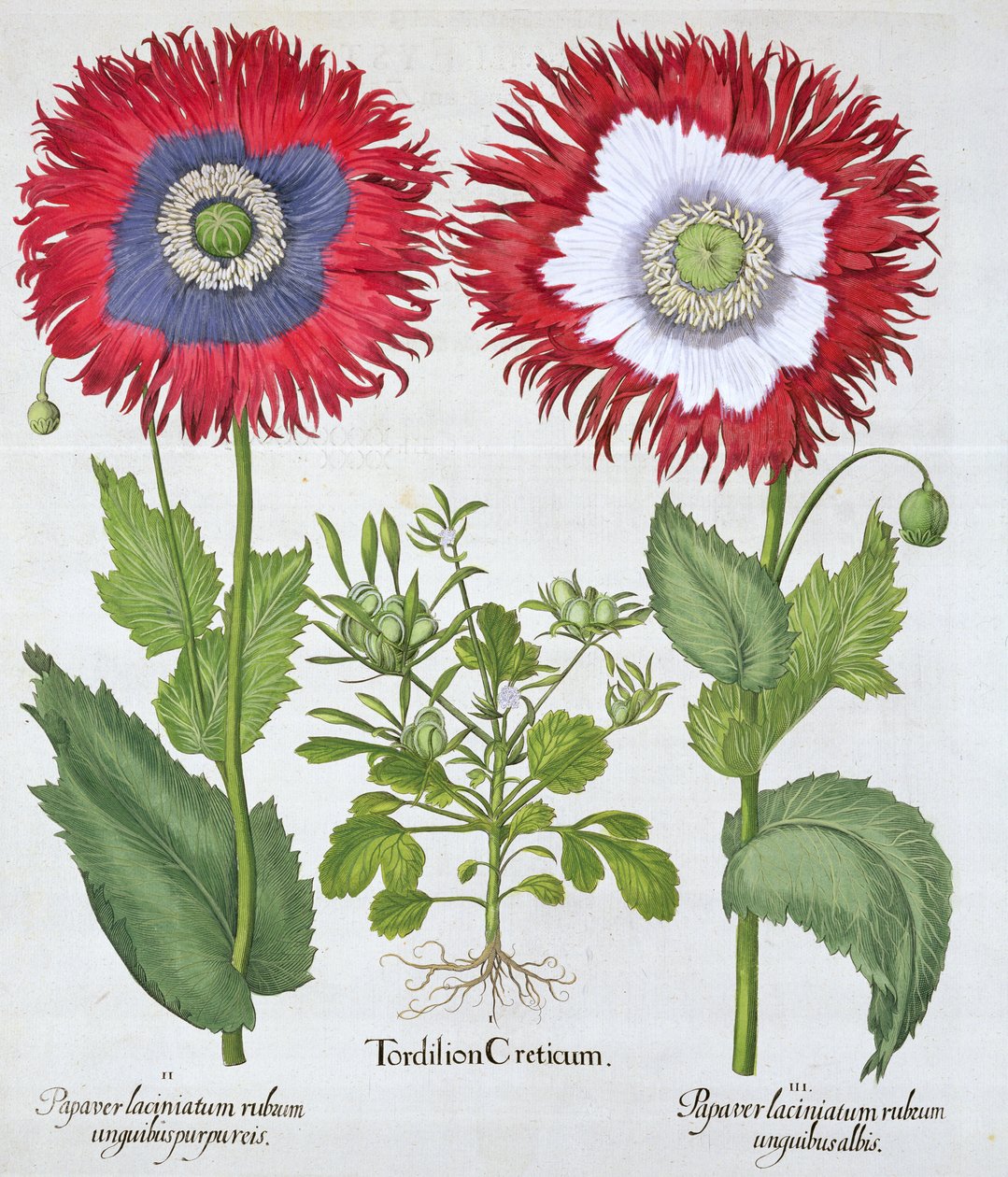 Koristeunikot, 1613 tekijältä Unbekannt
