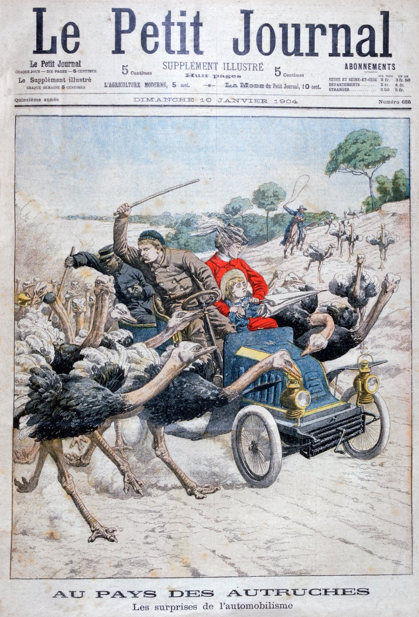 Strutsit hyökkäämässä autoon, Kalifornia, USA, 1904 tekijältä Unbekannt