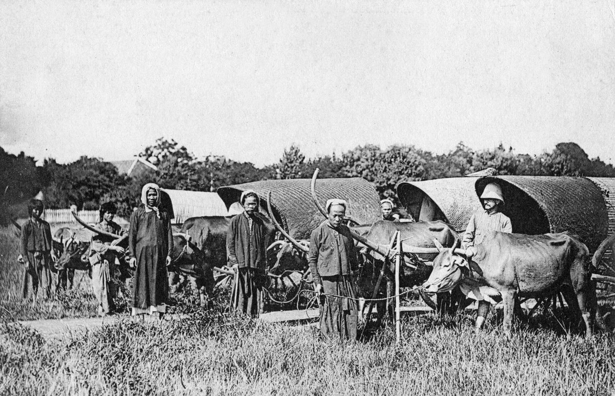Härkäkärryt, Cochin Kiina, Vietnam, 1900-luku tekijältä Unbekannt