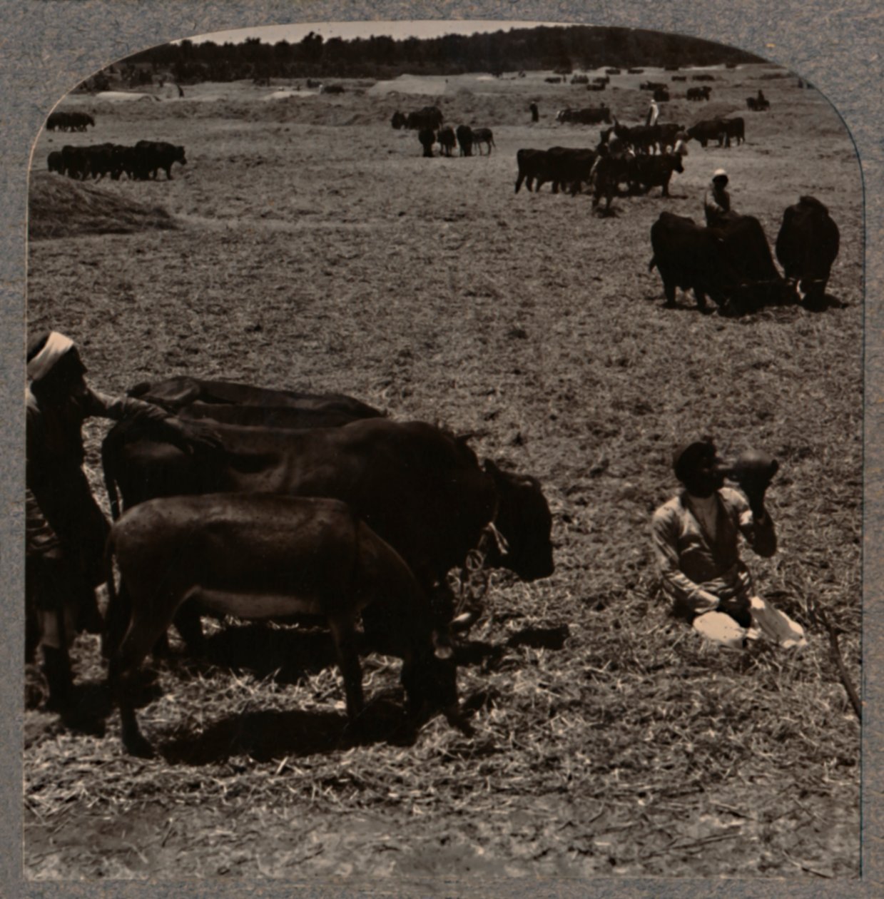 Härät tallaavat maissia, c1900 tekijältä Unbekannt