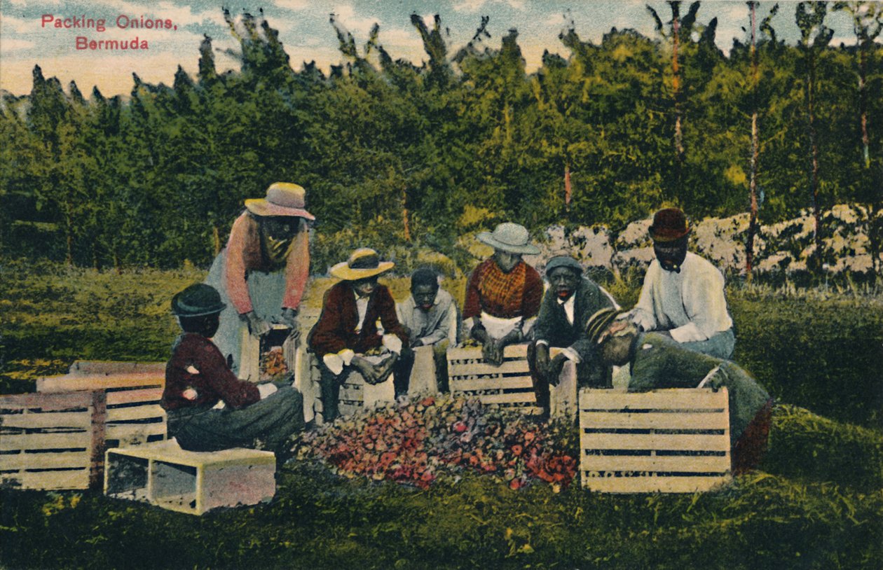 Sipulien pakkaus, Bermuda, 1900-luvun alku. tekijältä Unbekannt
