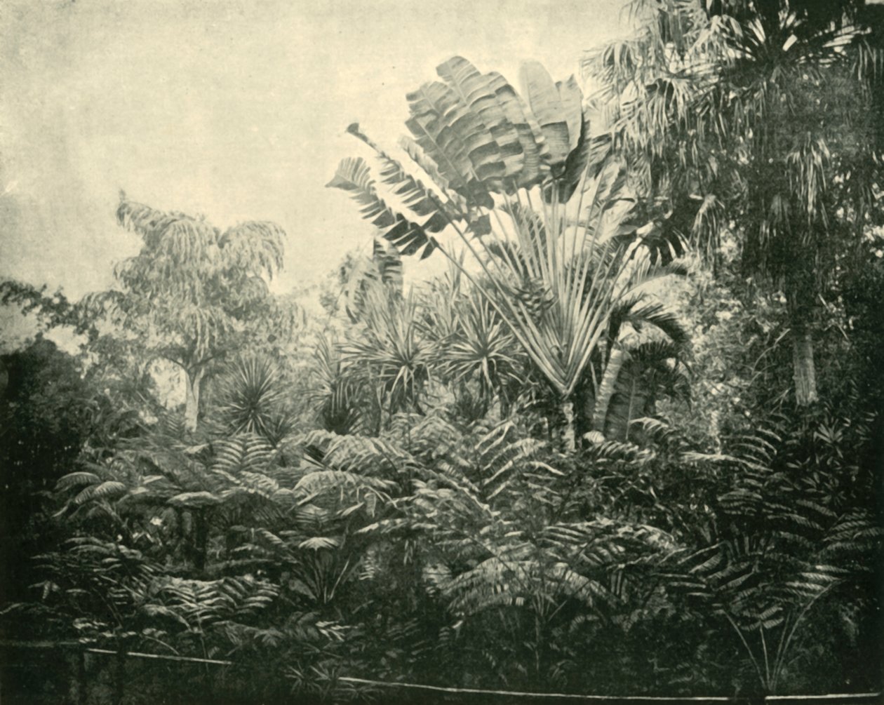 Palmu- ja saniainen saari, kasvitieteellinen puutarha, Brisbane, 1901. tekijältä Unbekannt