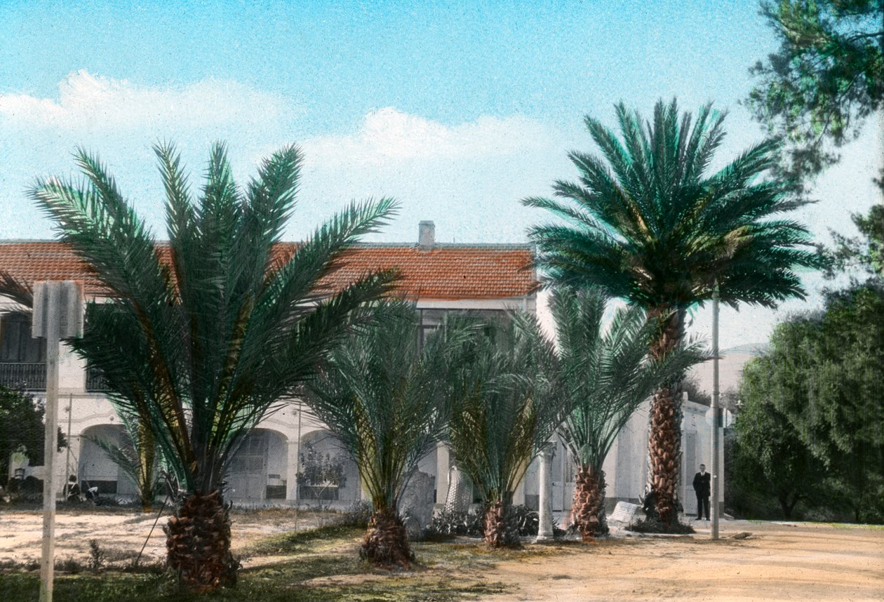 Palmut, Hammam Meskoutine, Algeria tekijältä Unbekannt