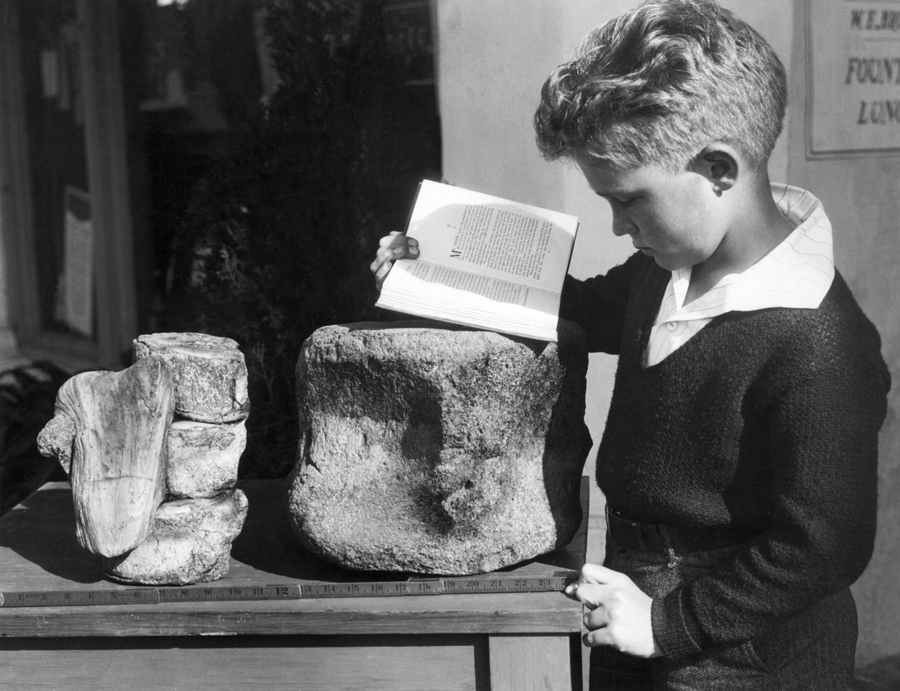 Palos Verdes, Kalifornia: n. 1927 Nuori poika opiskelee arkeologiaa käyttämällä läheisiltä kukkuloilta löydettyjä fossiilisia esihistoriallisia nikamia. (m/w kuva) tekijältä Unbekannt