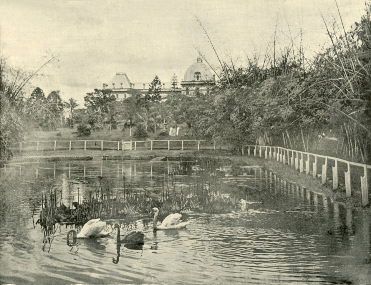 Papyrus Pond, Brisbanen kasvitieteellinen puutarha, 1901. tekijältä Unbekannt