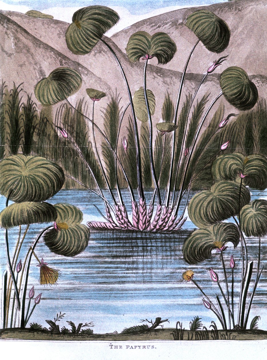 Papyrusruoko Cyperus papyrus, 1823 tekijältä Unbekannt