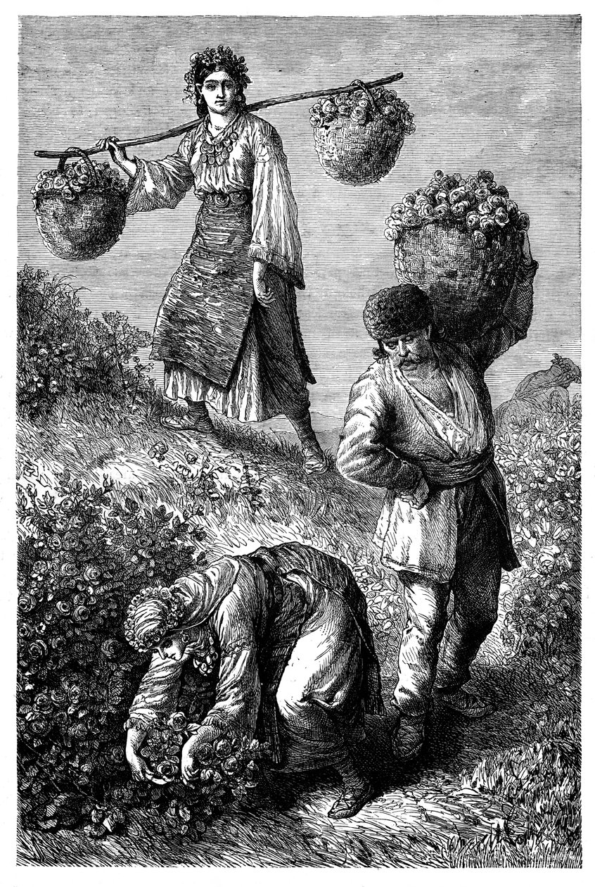 Talonpojat keräämässä ruusuja Roumeliassa, n. 1890 tekijältä Unbekannt