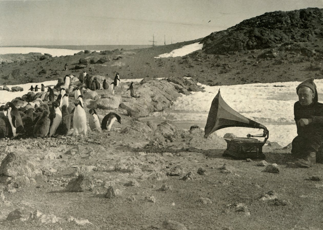 Pingviinit kuuntelemassa gramofonia kesällä 1908, 1909 tekijältä Unbekannt
