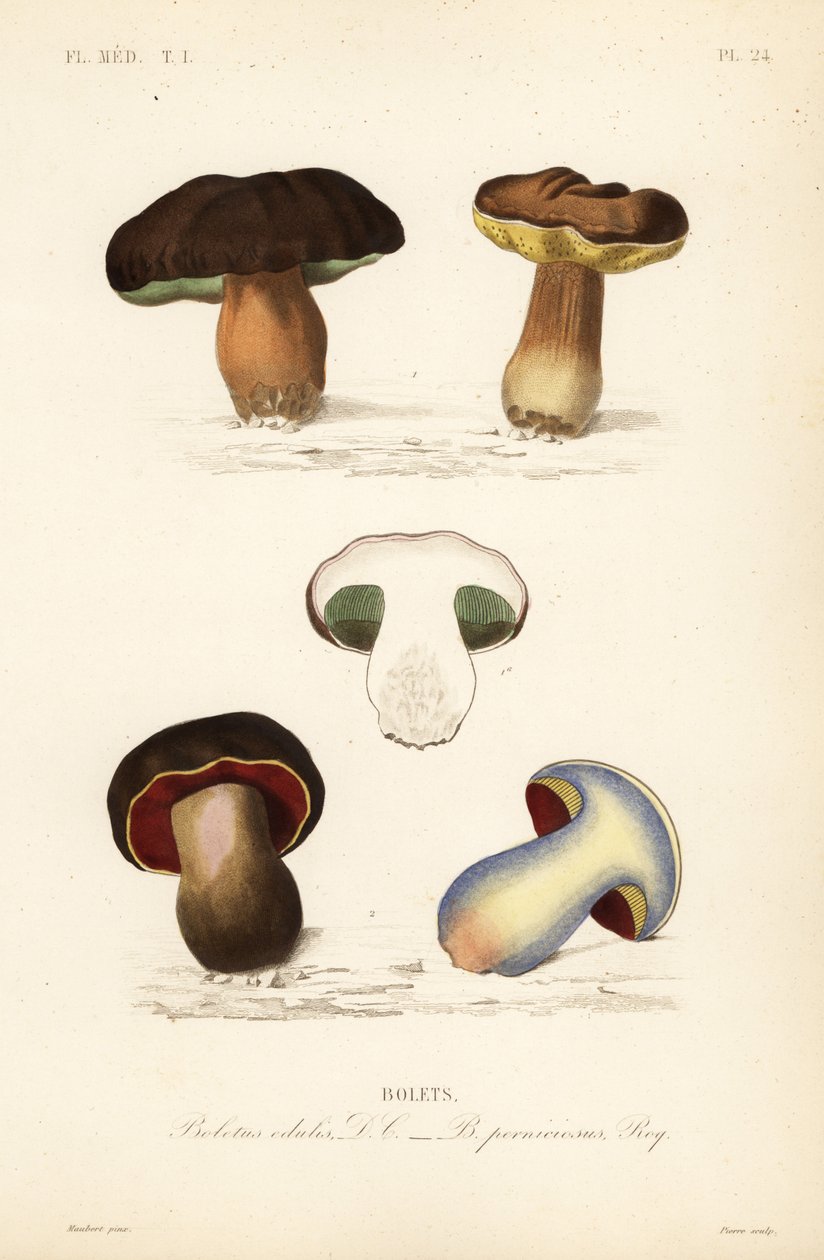 Penny pulla tai porcini sieni, Boletus edulis ja karvapuuta, Suillellus luridus, Boletus perniciosus tekijältä Unbekannt