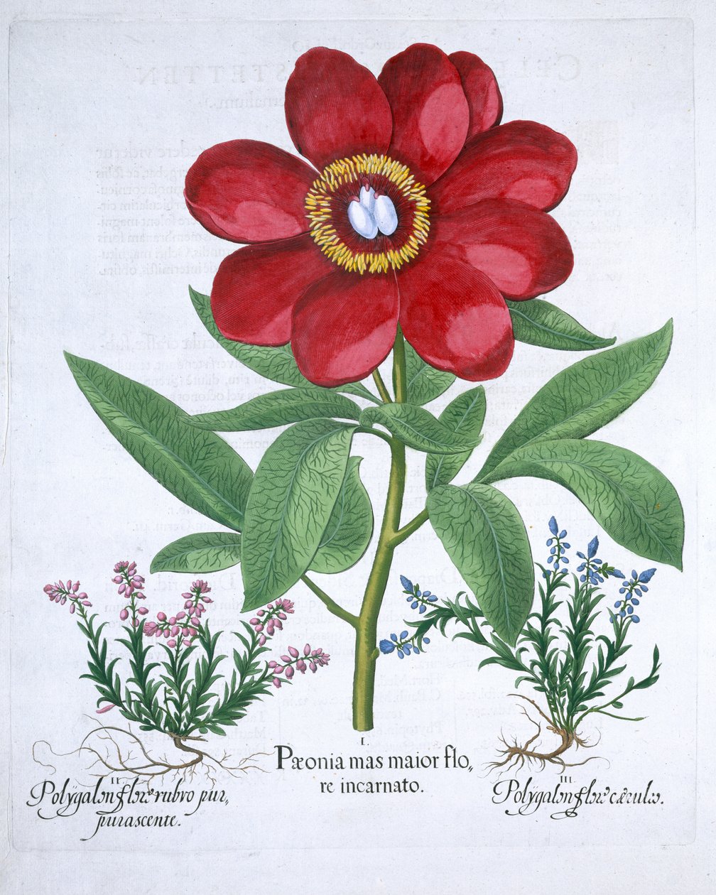 Pioni ja kaksi polygalonia, 1613 tekijältä Unbekannt