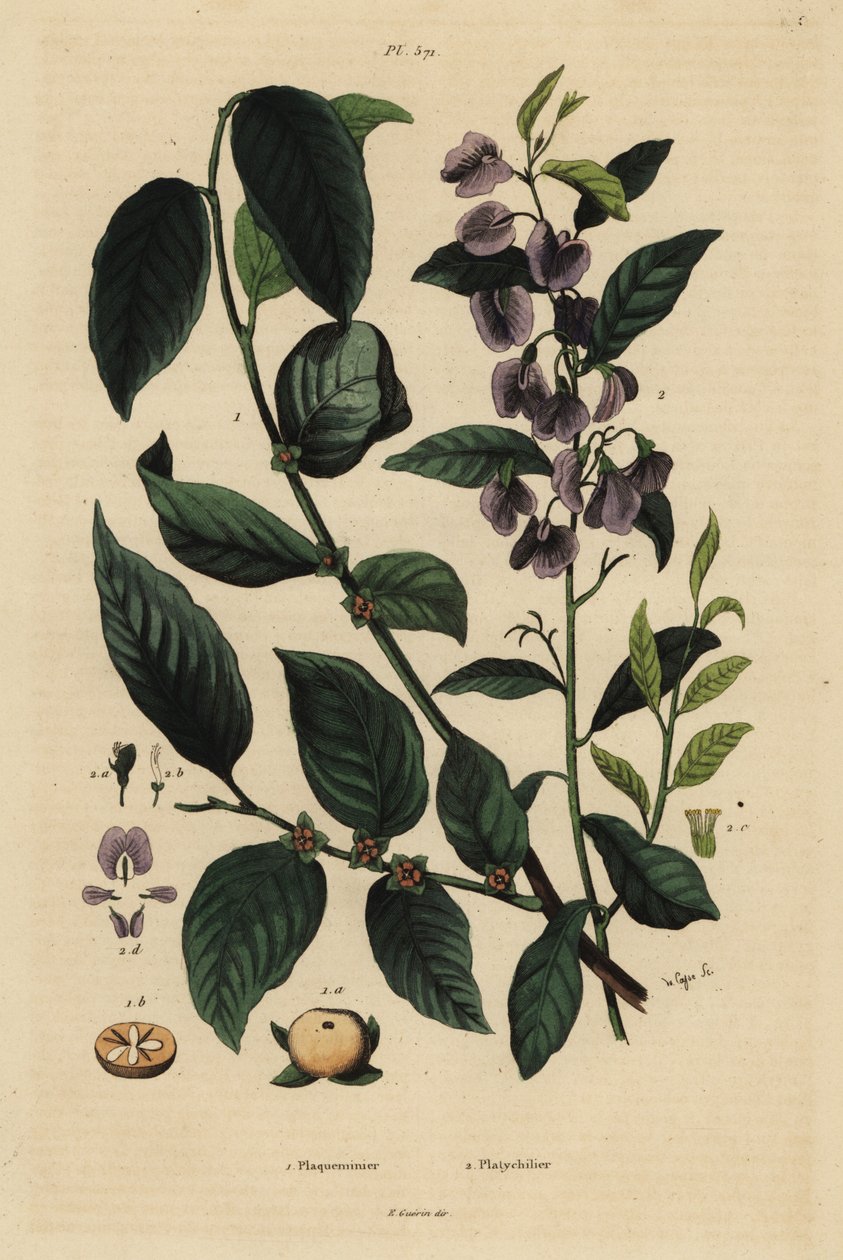 Kaki, Dospyros khaki 1 ja puu hovea tai curry sininen pensas, Hovea elliptica Platychilum celsianum 2. Plaqueminier, Platychilier tekijältä Unbekannt