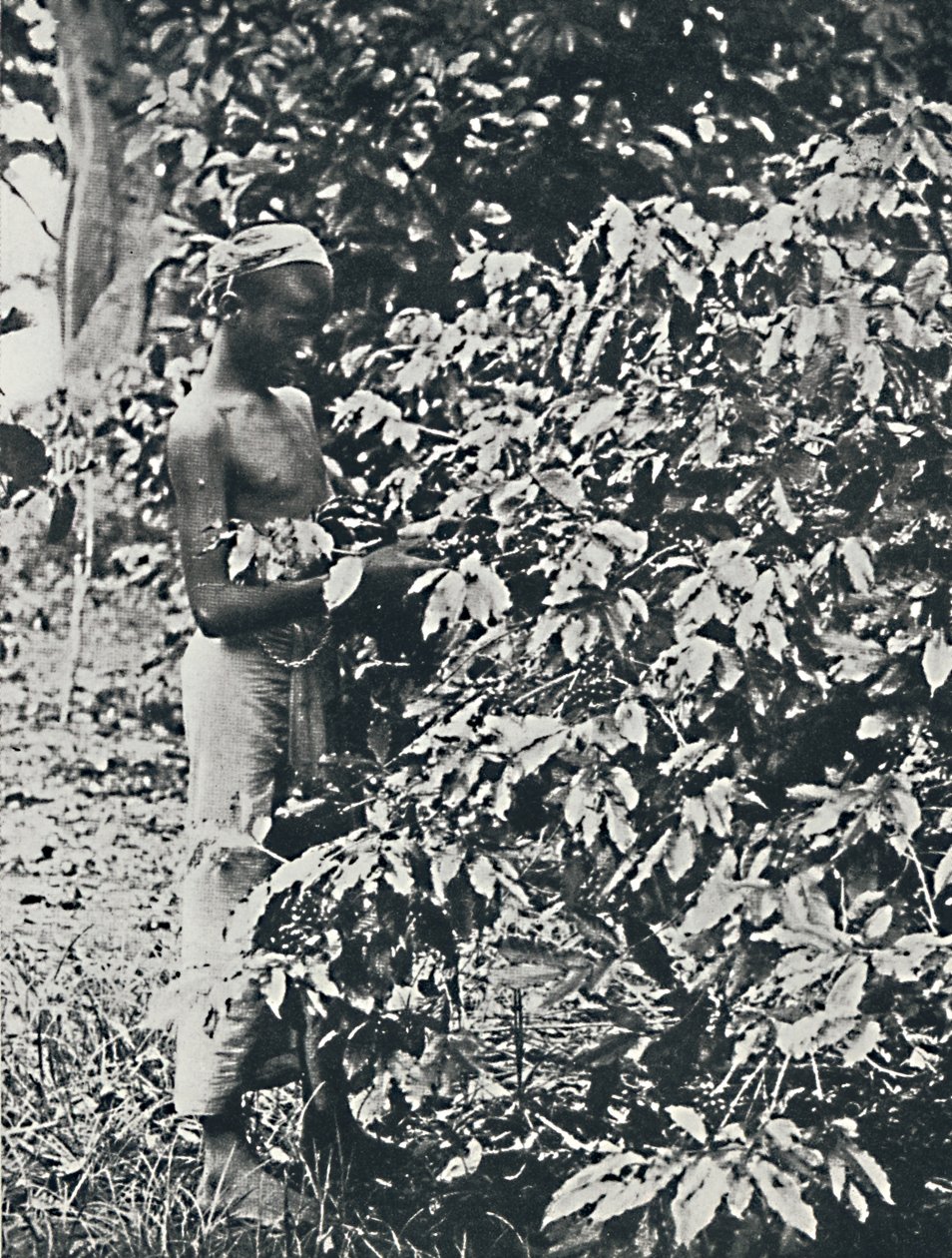 Kahvin poimiminen, 1916 tekijältä Unbekannt