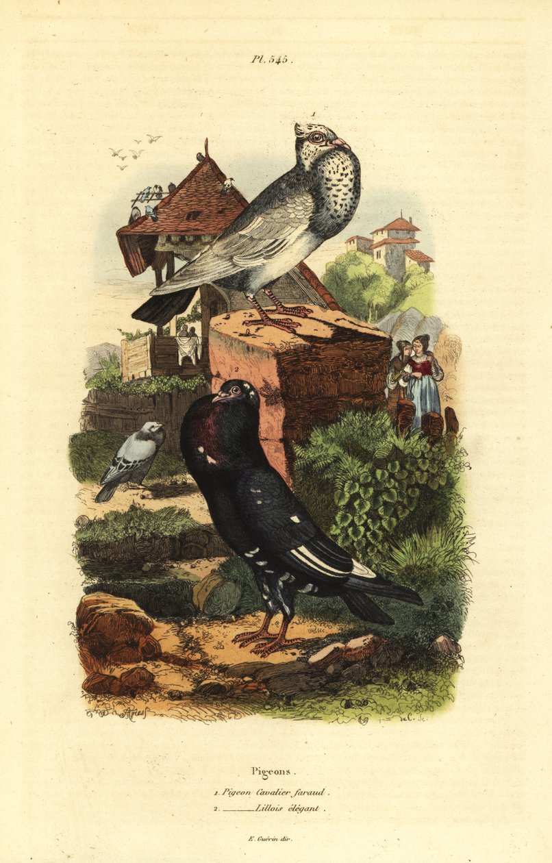 Pigeon Columba livia rodut: kyyhkynen cavalier faraud, kyyhkynen lillois elegantti tekijältä Unbekannt