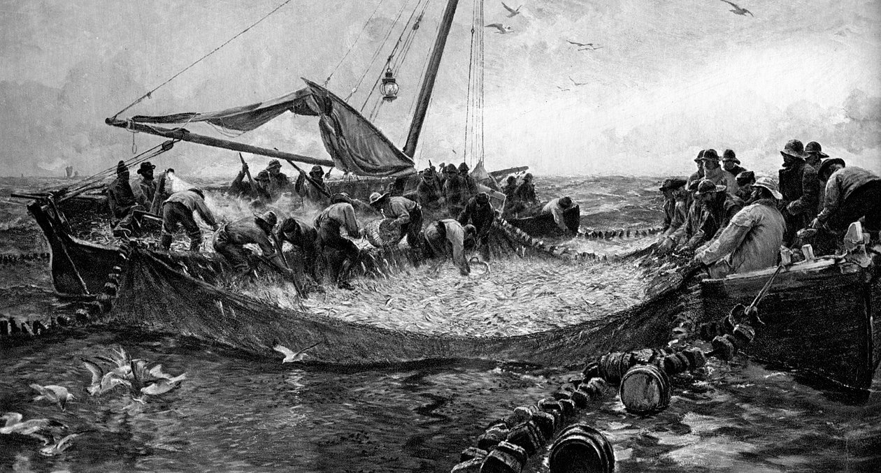 Pilchards, 1900 tekijältä Unbekannt