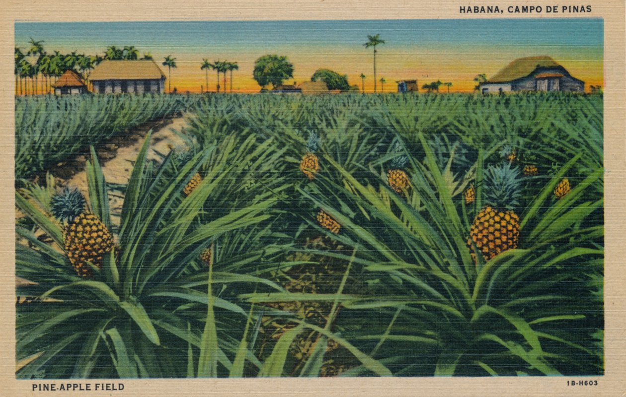 Mänty-omenakenttä - Havanna, Campo De Pinas, 1910 tekijältä Unbekannt