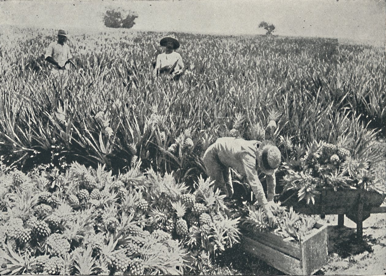 Mänty-omenaviljelmä, 1916 tekijältä Unbekannt