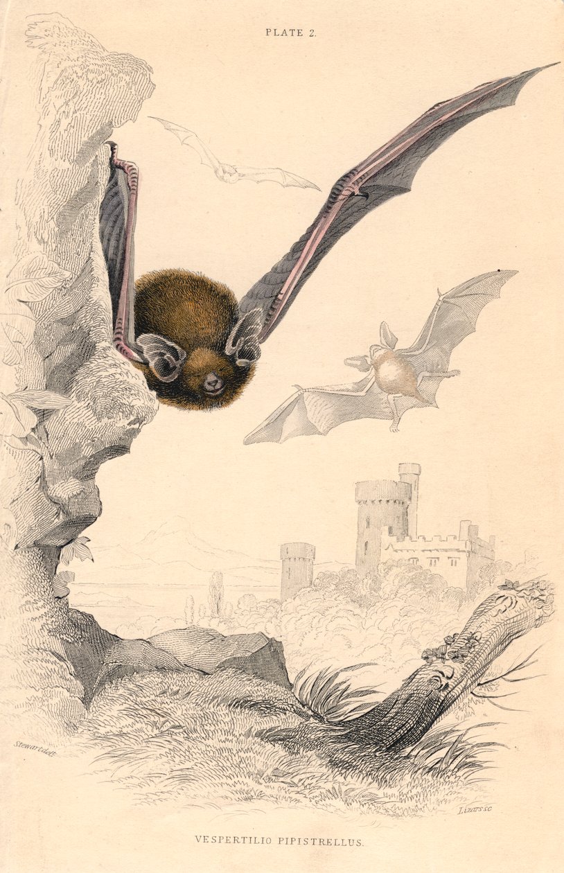 Pipistrellilepakko Pipistrellus pipistrellus, 1828 tekijältä Unbekannt