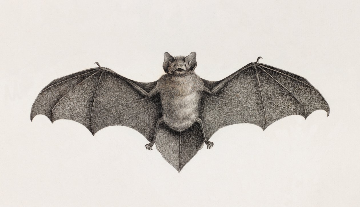 Pipistrelle-lepakko, lepakot Egyptissä tekijältä Unbekannt