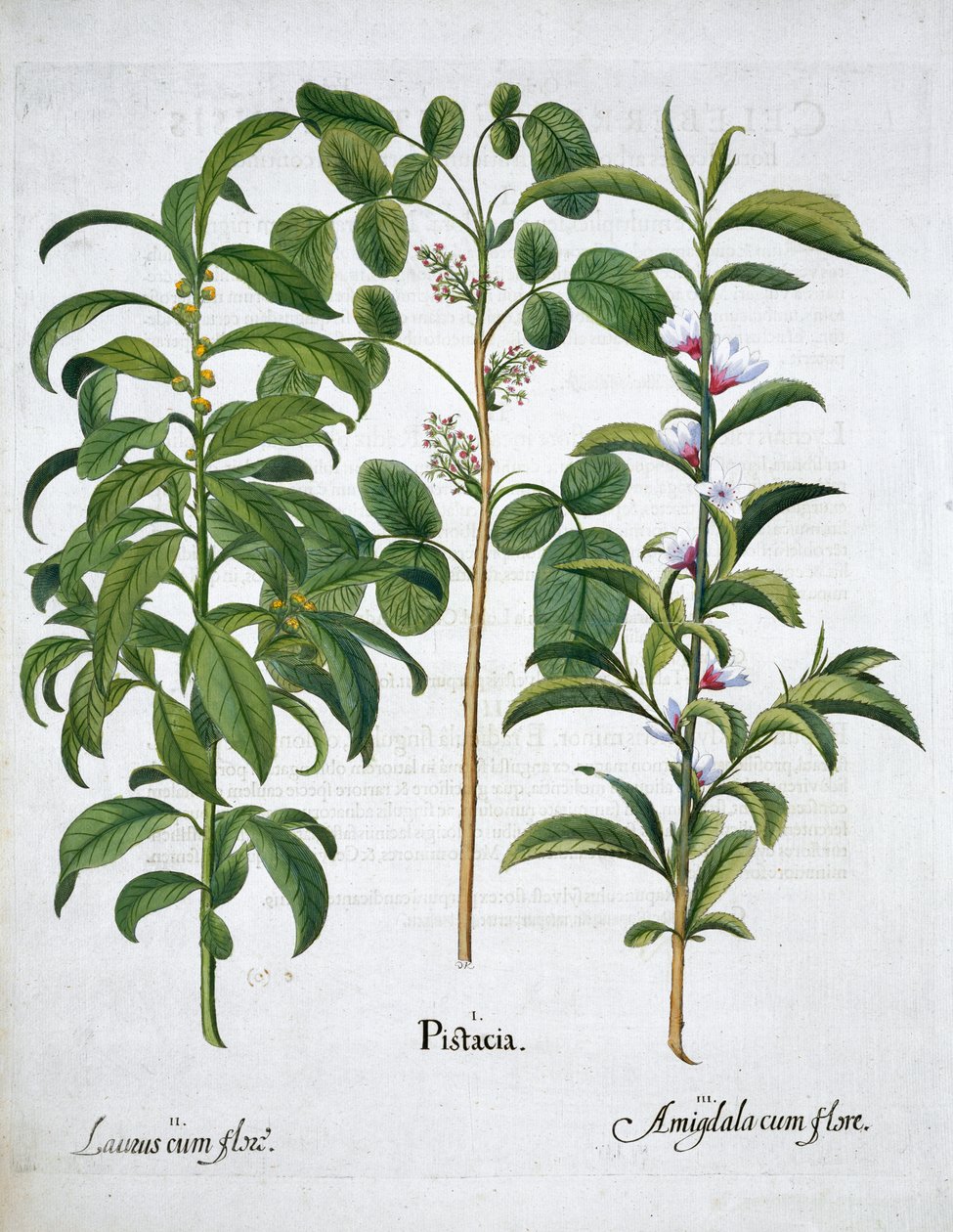 Pistaasipähkinä, Bay Tree Laurus Nobilis ja manteli, 1613 tekijältä Unbekannt