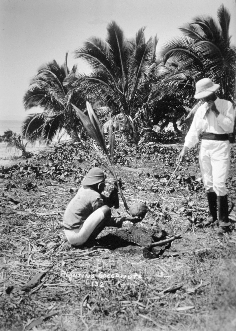 Kookospähkinöiden istutus, Salomon Island, Fidži, 1905 tekijältä Unbekannt