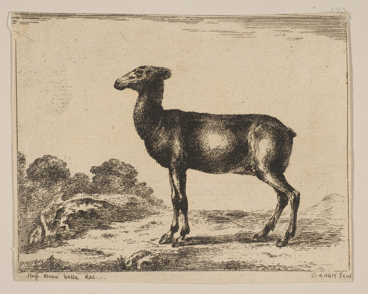 Levy 15: hirvi, eri eläimistä Diversi animali, vuoden 1641 jälkeen. tekijältä Unbekannt