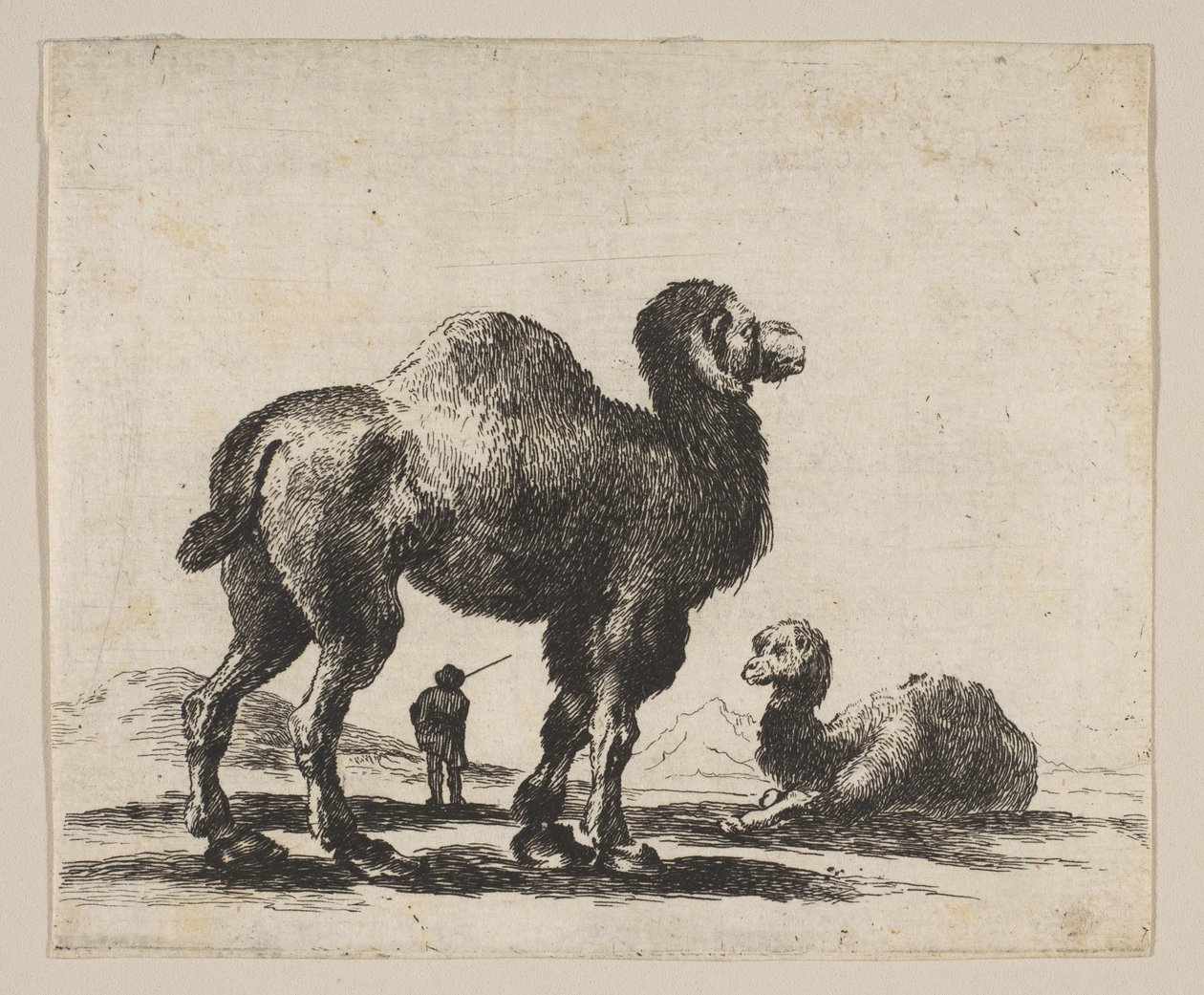 Levy 17: kamelit, eri eläimistä Diversi animali, vuoden 1641 jälkeen. tekijältä Unbekannt