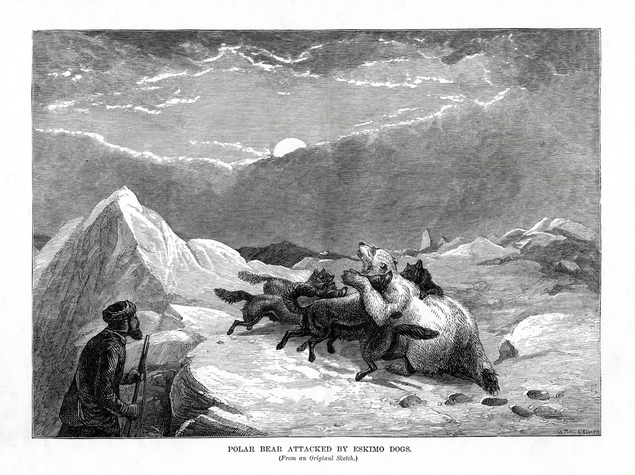 Eskimokoirien jääkarhu hyökkäsi, 1877 tekijältä Unbekannt