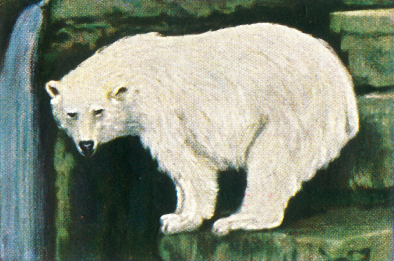 Jääkarhu Huippuvuorilta, vuodelta 1928. tekijältä Unbekannt