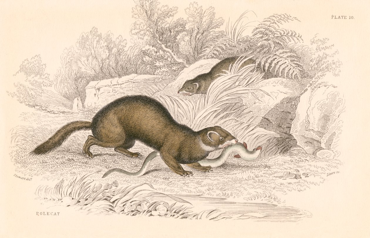 Polecat Mustela putorius, lumikkoperheen jäsen, 1828 tekijältä Unbekannt