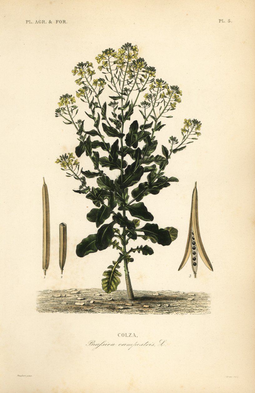 Puolalainen rapsi tai rapsiöljykasvi, Brassica rapa, Brassica campestris, rypsi tekijältä Unbekannt