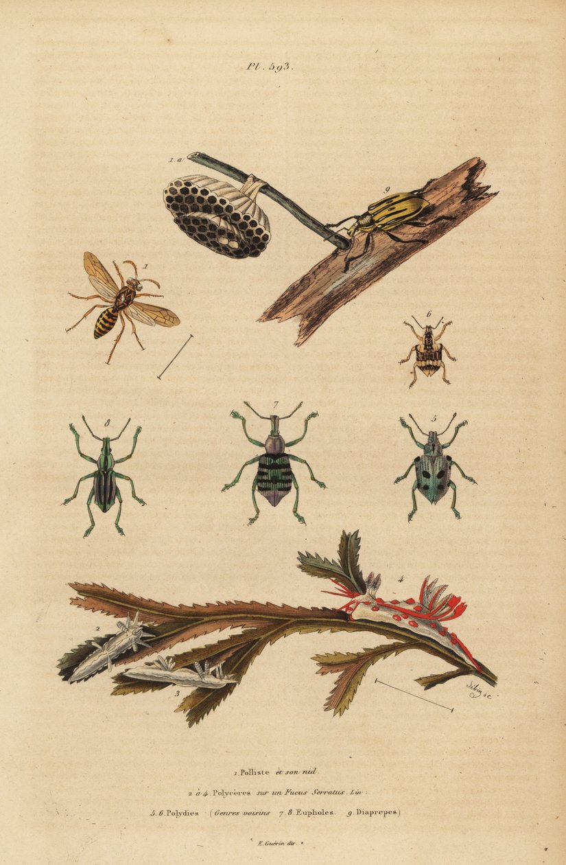 Polistes gallicus, paperiampiainen ja pesä, sinikärskä, Eupholus schoenherri, juurikäskä, Diaprepes abbreviatus, Polycera merietanat, Ancula gibbosa, Atlantin ancula, merilevällä tekijältä Unbekannt