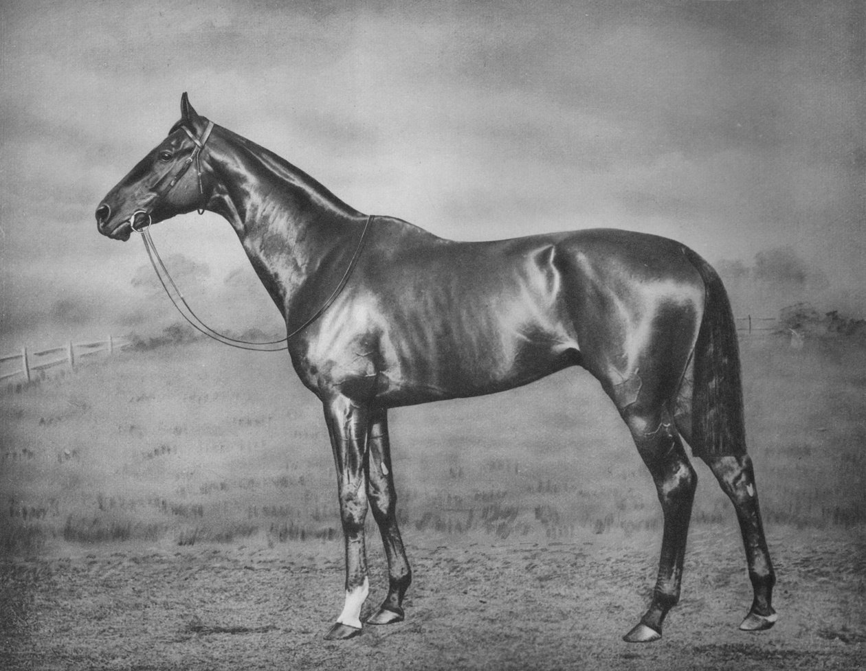 Polymelus, 1902-1924, 1911 tekijältä Unbekannt