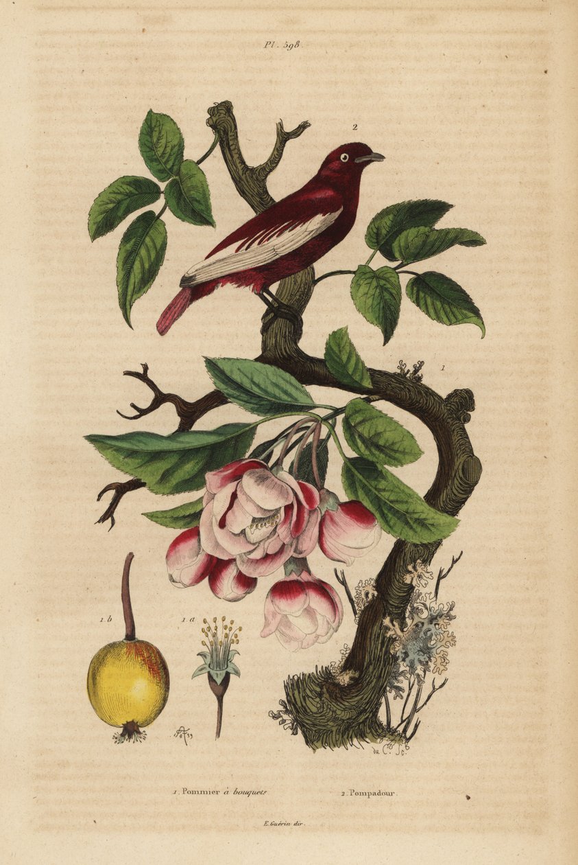 Pompadour cotinga, Xipholena punicea, omenapuussa, Malus pumila, hedelmä, kukka Pompadour et pommier a kimppuja tekijältä Unbekannt