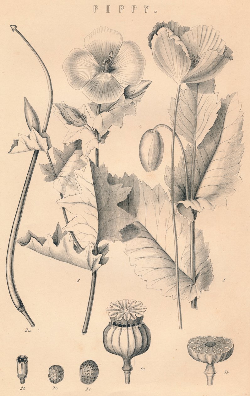 Unikko, 1800-luku tekijältä Unbekannt