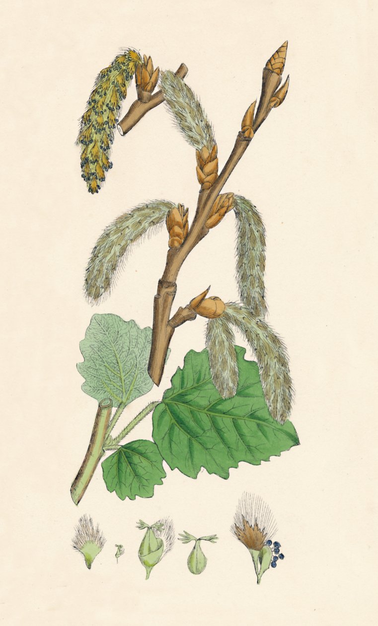 Populus canescens. Harmaa poppeli, 1800-luku tekijältä Unbekannt