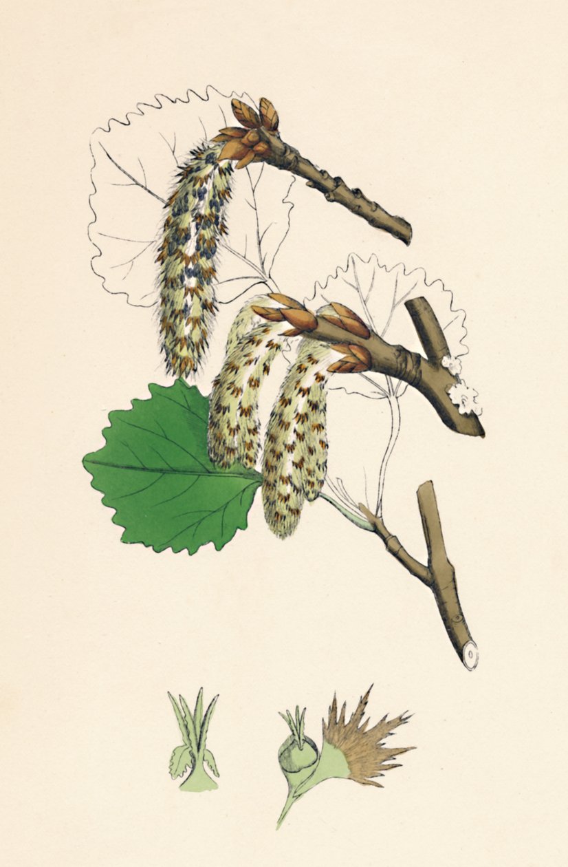 Kansa vapisi. Aspen, 1800-luku tekijältä Unbekannt