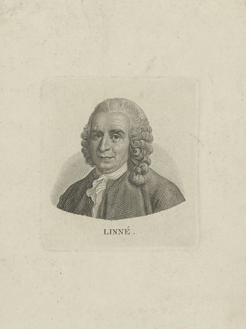 Carl Linnaeuksen muotokuva 1707-1778, n. 1780. tekijältä Unbekannt